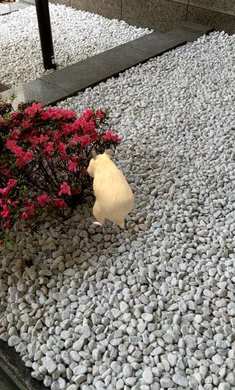 我的仓鼠无限金币中文版