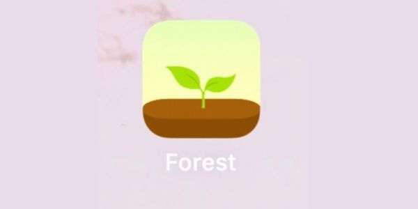 forest专注森林